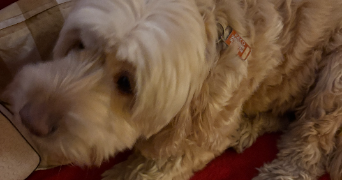 mélina pet sitter à NOISY LE GRAND 93160_3