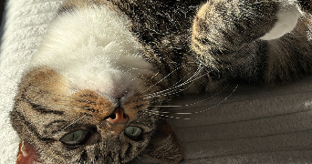 anaïs pet sitter à BOVES 80440_3