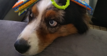 marine pet sitter à ROUANS 44640_2