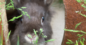 angélique pet sitter à LA GARENNE COLOMBES 92250_2