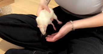 luna pet sitter à TOURS 37000_2