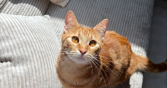 noëmie pet sitter à LACHAUSSEE DU BOIS D ECU 60480_3