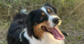 alexane pet sitter à CHELLES 77500_1