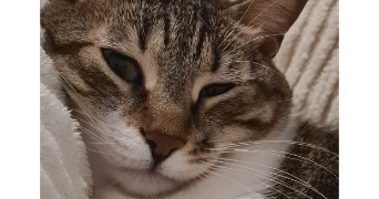 léa pet sitter à CHEVREUSE 78460_1
