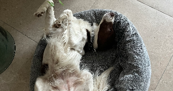 sabrine pet sitter à MONTPELLIER 34000_1