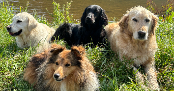 marine pet sitter à HAUCOURT MOULAINE 54860_2