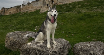 adeline pet sitter à COUCY LE CHATEAU AUFFRIQUE 02380_1