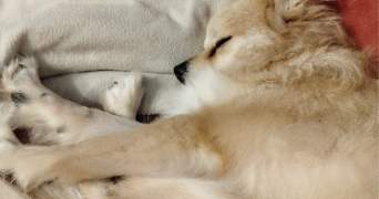 isabelle pet sitter à L ISLE D ABEAU 38080_1