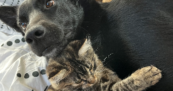 stacy pet sitter à BETHON 72610_7