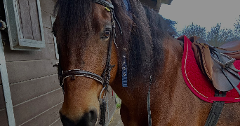 nora pet sitter à VALMONDOIS 95760_8