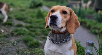 elsa pet sitter à VILLER 57340_0