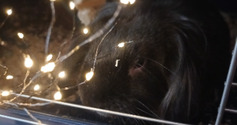 joanna pet sitter à VAUX LE PENIL 77000_1