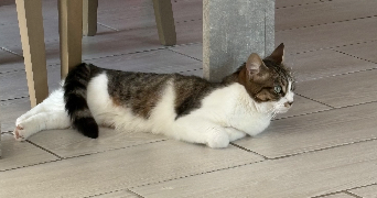 stacie pet sitter à GUESSLING HEMERING 57380_2