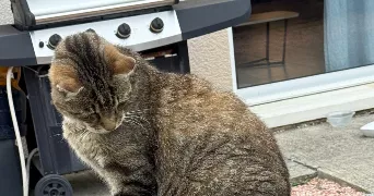 laetitia dog sitter à AUZIELLE 31650