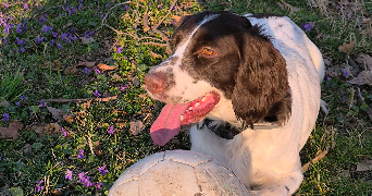 david dog sitter à LYON 08 69008_3