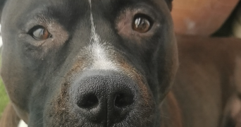 lietard pet sitter à LILLE 59800_6