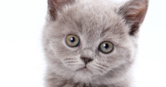 latifa pet sitter à TREMBLAY EN FRANCE 93290_0