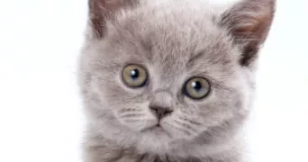 latifa pet sitter à TREMBLAY EN FRANCE 93290