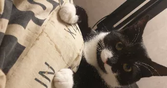 anaïs pet sitter à BRIENNE LE CHATEAU 10500