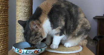 alice pet sitter à Colmar 68000_6