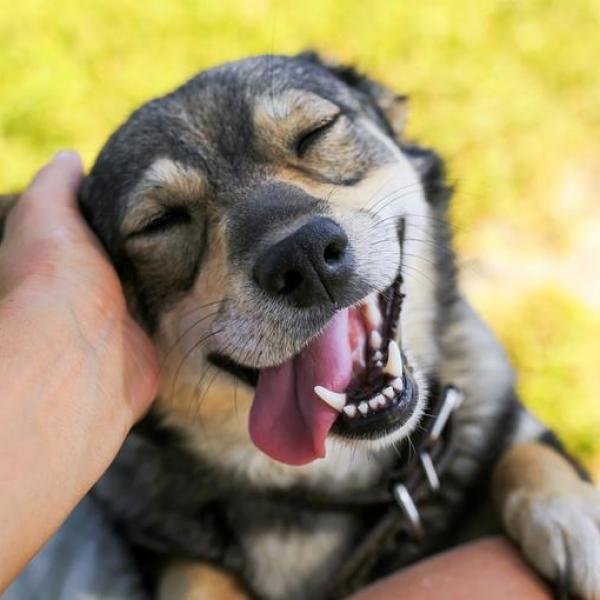 Sébastien dog sitter à Mollégès 13940