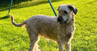 lylou pet sitter à Chartres-de-Bretagne 35131_3
