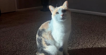 hiba pet sitter à BREST 29200_0