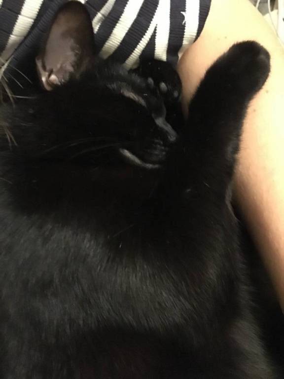 Jocelyne pet sitter à Larmor-Baden 56870_1