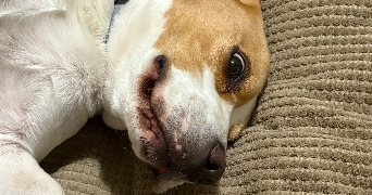 kevin pet sitter à FONTAINEBLEAU 77300_6