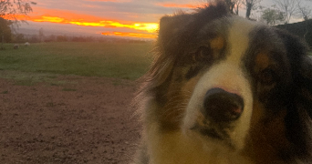 marianne pet sitter à MOLLANS SUR OUVEZE 26170_2