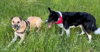 Quentin pet sitter à Villeurbanne  69100_1