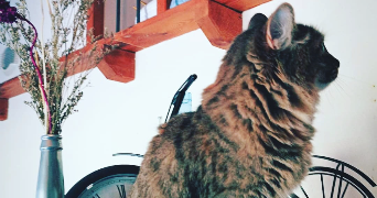 thaïs pet sitter à Vetraz-Monthoux 74100_0