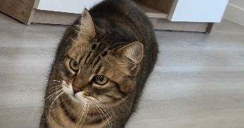 ruben pet sitter à CERGY 95000_3