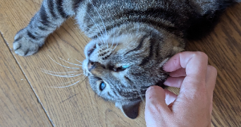 manon pet sitter à MONTPELLIER 34090_4