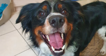 aïden pet sitter à MARSEILLE 07 13007_1