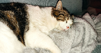 clara pet sitter à ST PAUL LA COSTE 30480_8