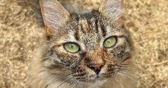 vanina pet sitter à APPIETTO 20167_1