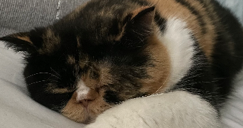 elaia pet sitter à RUEIL MALMAISON 92500_2