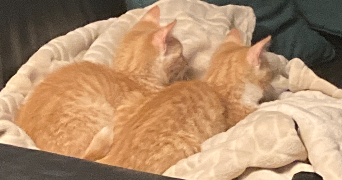 leopaul pet sitter à CAISSARGUES 30132_3