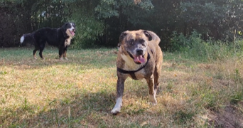 léonie pet sitter à PESSAC 33600_7