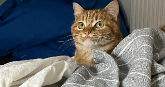 claude pet sitter à BRUMATH 67170_3