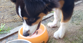mignellie pet sitter à PAU 64000_9