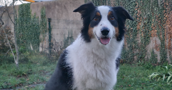lilian pet sitter à ST SEBASTIEN SUR LOIRE 44230_2