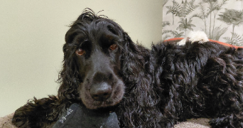 carine pet sitter à ST JUST CHALEYSSIN 38540_4