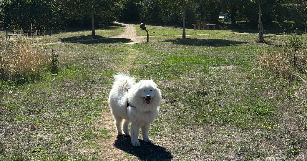 anna pet sitter à POITIERS 86000_3