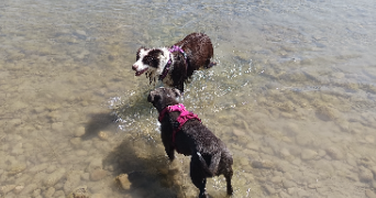 victoria pet sitter à Allex 26400_7