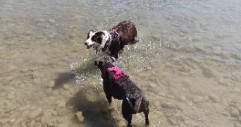 victoria pet sitter à Allex 26400