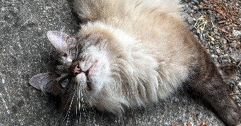 lou-anne pet sitter à ST MEDARD D EYRANS 33650_2