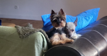 stérenn pet sitter à PLUGUFFAN 29700_4