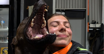 charrais pet sitter à ST JEAN DE VEDAS 34430_4